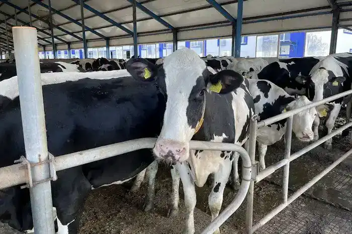 Костанайская область: рост животноводства и инвестиций