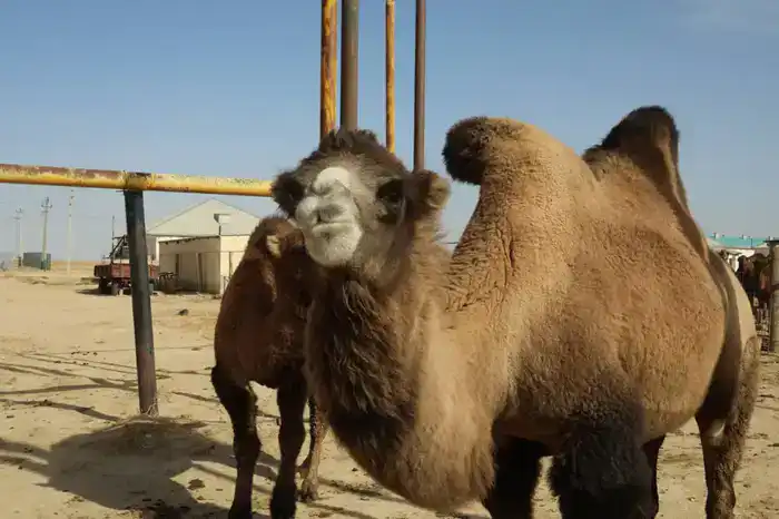 38 миллиардов тенге: Мангистау вновь в агро-игре!