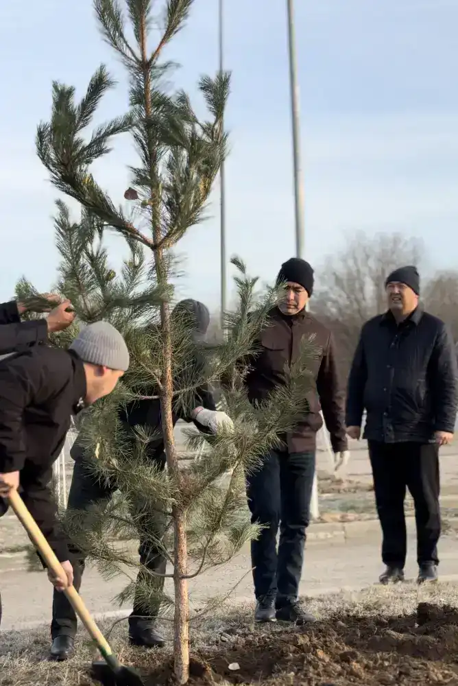 Сосны, как зеленые стрелы, украсили Актобе благодаря предпринимательской поддержке