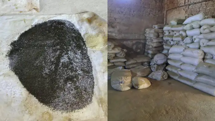 В Туркестанской области обнаружен подпольный цех по производству насвая: угроза общественному здоровью и безопасности