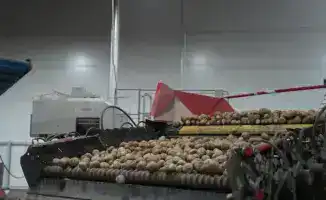 Прогноз производства и потребления лука репчатого и картофеля в Казахстане на 2025 год