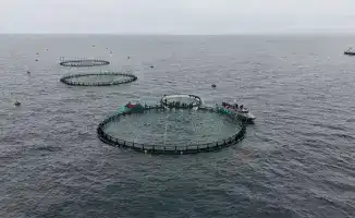 Первый проект морской аквакультуры в Мангистау