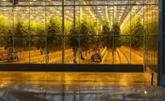 Тепличный комплекс «Зеленый Север» увеличит производство овощей до 4,5 тыс. тонн в год