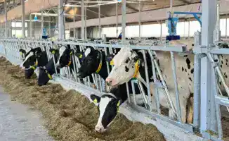 Создание мясного кластера в Акмолинской области с мощностью 30 тысяч голов в год