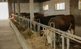 Объём производства сельскохозяйственной продукции в Атырауской области достиг 1168 миллиардов тенге