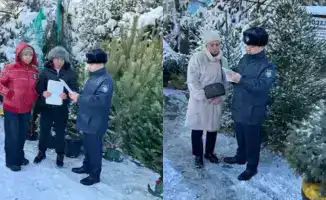 В Алматы стартовало профилактическое мероприятие по охране хвойных деревьев