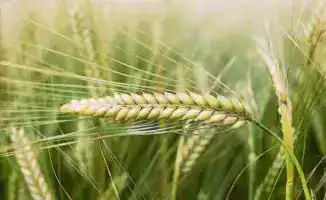 Фермеры смогут продавать зерновые и масличные культуры по справедливым ценам с 19 декабря