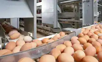 Запрет на ввоз куриных яиц в Казахстан: последствия для потребителей и местного рынка