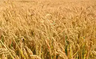 Диверсификация посевных площадей в Кызылординской области: влияние на аграрный сектор и ресурсосбережение