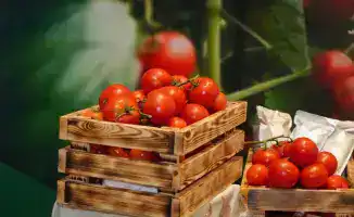 Зеленый оазис Шымкента: тепличный комплекс на 36 тысяч тонн овощей преобразит регион к 2028 году