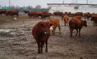 Создание агропромышленного мясного кластера в Ерейментауском районе: инвестиции и новые рабочие места