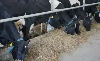 Казахстан снижает зависимость от импорта молока и мяса птицы благодаря новым производственным мощностям