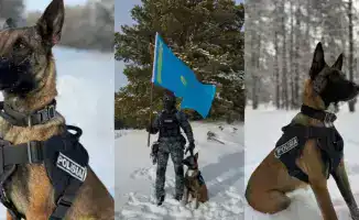 Служебные собаки раскрыли 28 преступлений в Абае