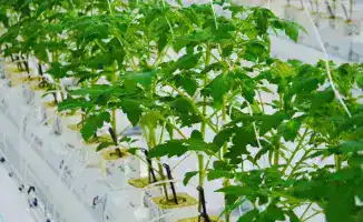 Теплицы на 27 тысяч тонн: овощи из Туркестана!