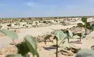 В Туркестанской области стартует создание кластера от выращивания хлопка до производства одежды