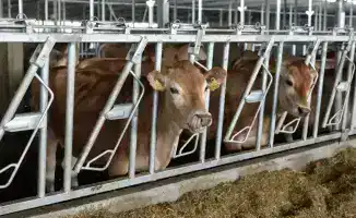 Развитие животноводства в 2026 году с поддержкой 200 млрд тенге