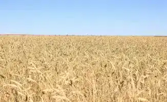 Рост сельского хозяйства в Карагандинской области: рекордные сборы зерна и картофеля