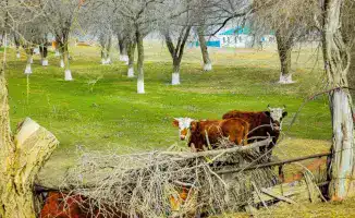 Актюбинская область: рост поголовья скота на 7%