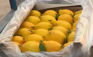 Сарыагашский фермер достигает рекордного сбора 200 тонн лимонов в год из теплицы
