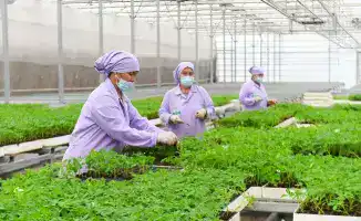 Аграрный сектор Туркестанской области демонстрирует значительный рост благодаря внедрению новых технологий