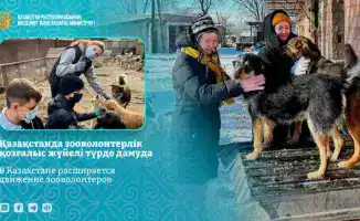 Рост зооволонтерства в Казахстане: проект 'Kazakhstan for Animals' объединяет регионы и участников