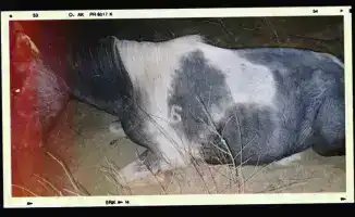 Скотокрады в ловушке: 534 преступника пойманы с начала 2025 года благодаря чипам, как мыши в сети