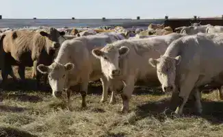 Зимние дары: фермеры Карагандинской области готовят свои стада к холодам