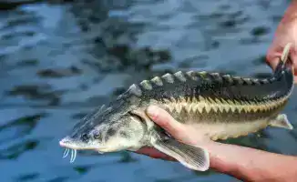 Малый бизнес в аквакультуре: новый шлюз к государственным инвестициям