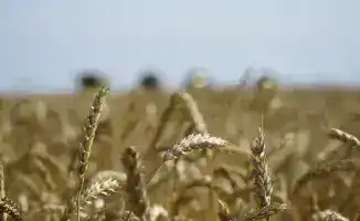 Дополнительные 7 млрд тенге от правительства: новый импульс для экспорта зерна в Казахстане