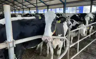 Костанайская область: рост животноводства и инвестиций