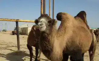 38 миллиардов тенге: Мангистау вновь в агро-игре!