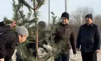 Сосны, как зеленые стрелы, украсили Актобе благодаря предпринимательской поддержке