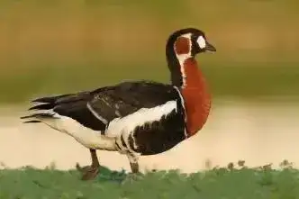 В Центральном парке Караганды появится открытый бассейн и музыкально-огненный фонтан (4)