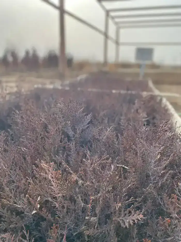 Проверка лесных хозяйств в Туркестанской области: шаг к увеличению зеленых насаждений к 2026 году