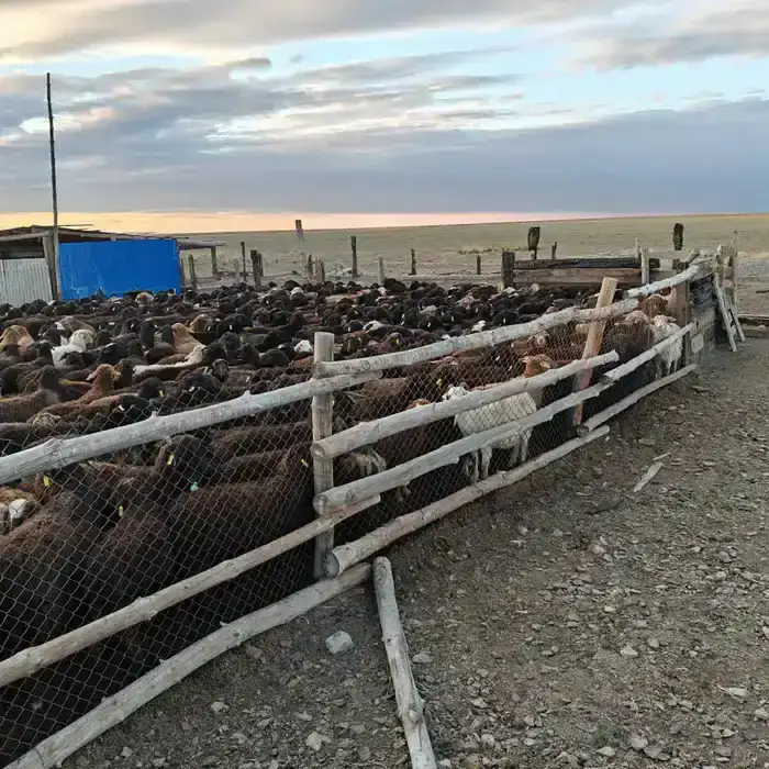 В Аксуатском районе ведется строительство нескольких объектов предпринимательства (4)