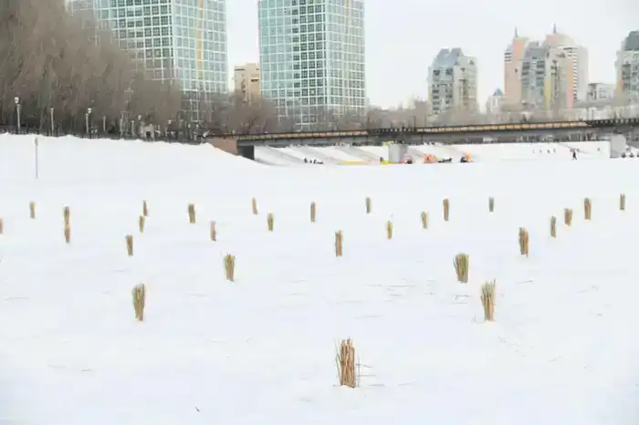 Работы по сохранению биоразнообразия в реке Есиль проводят в Астане (4)