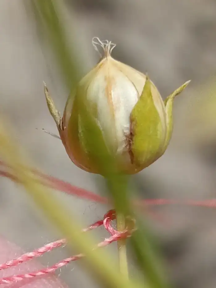 Скорость селекции льна в Казахстане увеличена до четырёх поколений в год благодаря технологии SPEED BREEDING