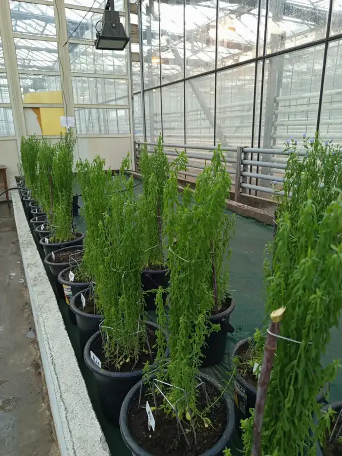 В Казахстане впервые ускорили селекцию льна: до четырёх поколений в год (6)