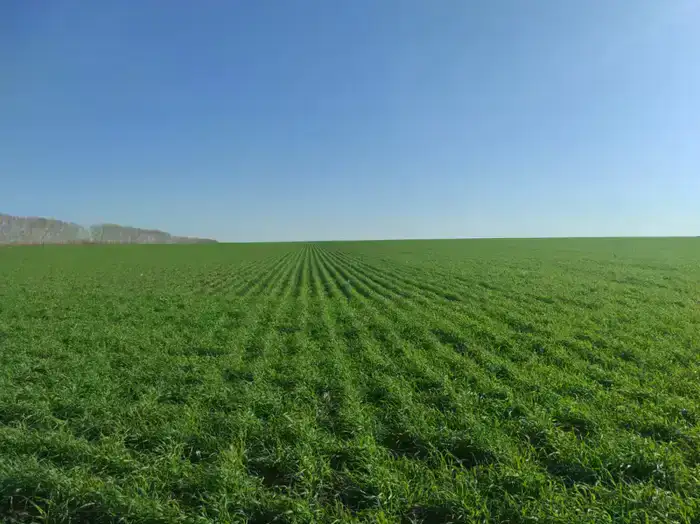 Разработка стратегии агропромышленного комплекса в ВКО