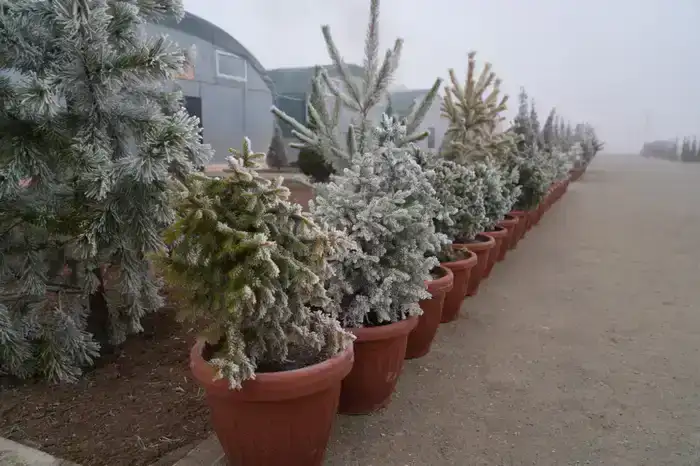 В Туркестанской области строится современный лесной питомник площадью 10 гектаров для обеспечения населения растительностью