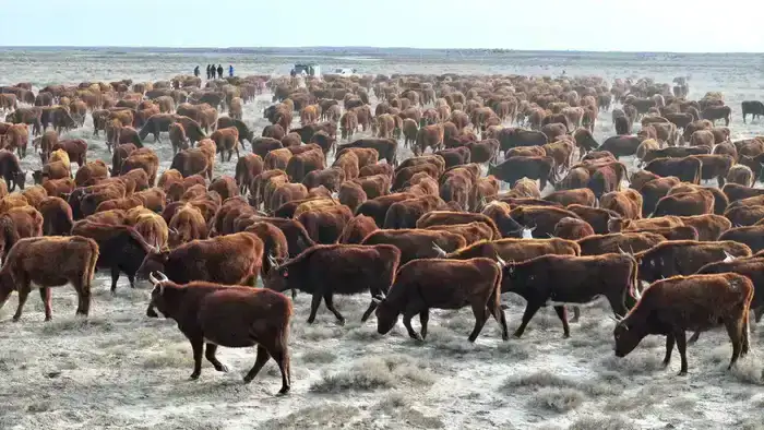 В Сузакском районе Туркестанской области увеличивается поголовье племенного крупного рогатого скота