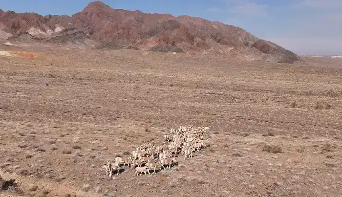 3 фестиваля области Жетісу вошли в cобытийный календарь культурно-туристских мероприятий Министерства туризма и спорта (5)