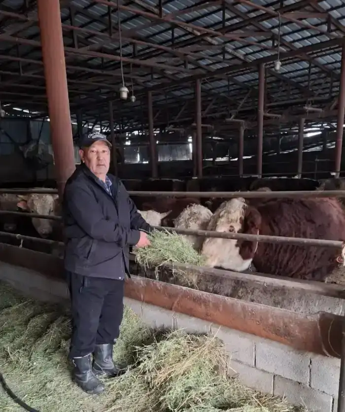 Фермерство Мусагали Алимжанова: от идеи к успешному хозяйству с 130 бычками и собственным производством кормов