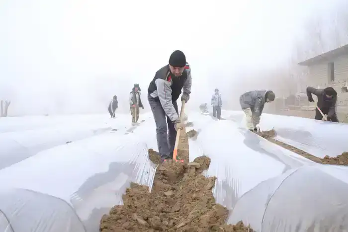 В ТУРКЕСТАНСКОЙ ОБЛАСТИ НАЧАЛАСЬ ПОСАДКА РАННИХ ОВОЩНЫХ КУЛЬТУР (4)