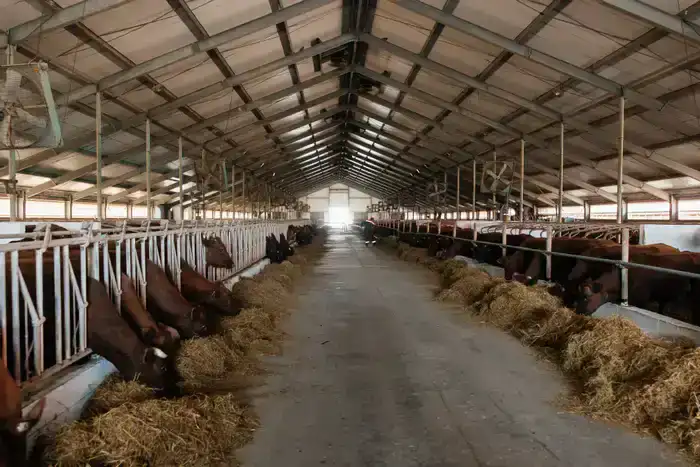 В рамках госпрограмм оказана поддержка 232 хозяйствам, в регионе выросло поголовье скота (4)