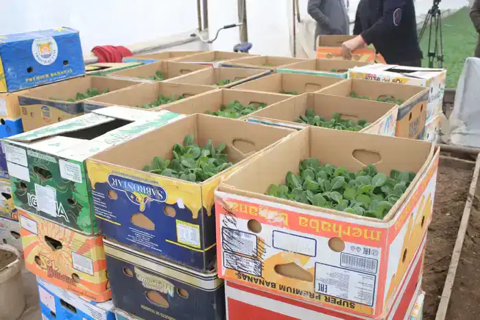 В ТУРКЕСТАНСКОЙ ОБЛАСТИ НАЧАЛАСЬ ПОСАДКА РАННИХ ОВОЩНЫХ КУЛЬТУР (2)