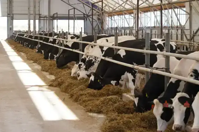 В Алматинской области построят завод по производству кормов для домашних животных с объемом инвестиций свыше 88 млрд тенге