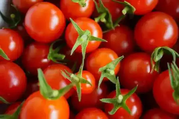 Зараженные семена томатов из Кореи в аэропорту Астаны фитосанитарные нормы