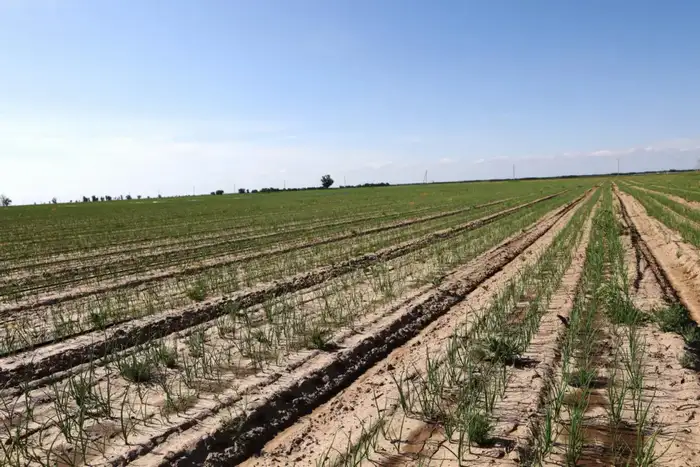 76 оросительных каналов отремонтируют в Жамбылской области (6)