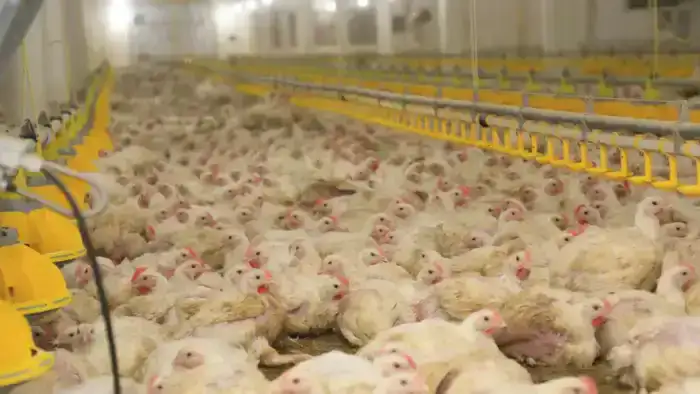 Инновации в птицеводстве: как искусственный интеллект меняет условия содержания птиц в Карагандинской области